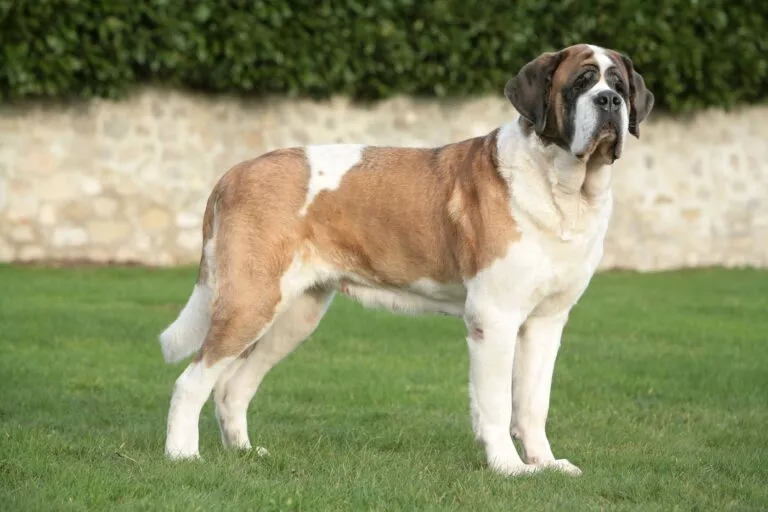 Câine Saint Bernard pe iarbă in picioare din profil