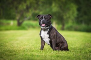Staffordshire Bullterrier