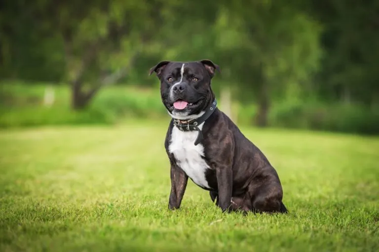 Staffordshire Bullterrier