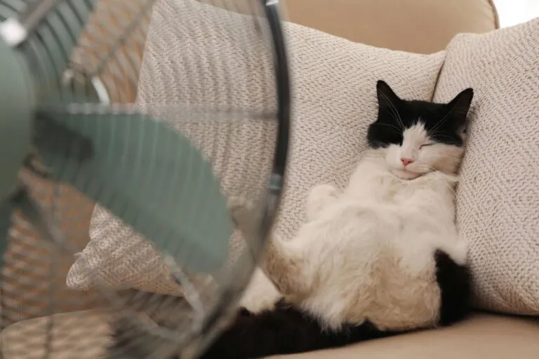 Katzenzubehör für den Sommer