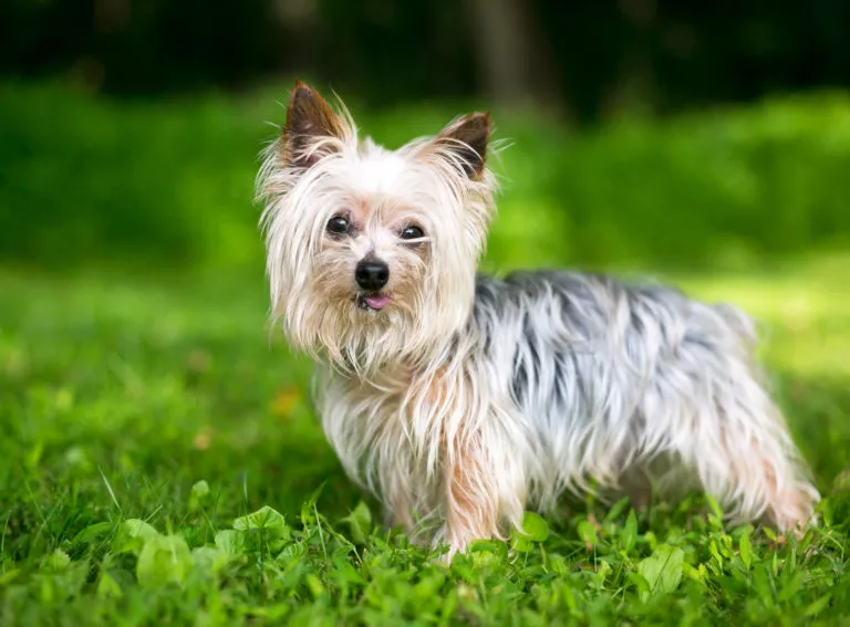 Câine din rasa Yorkshire Terrier cu limba scoasă într-o parte, stă pe iarbă și pozează uitându-se la cameră.