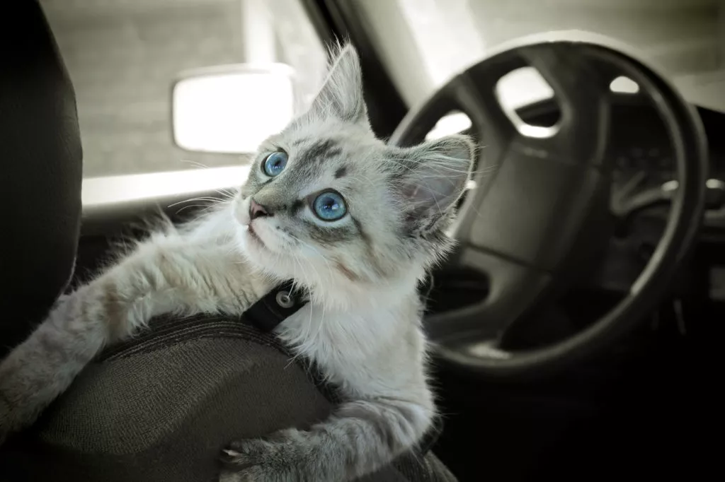 Pisica in masina