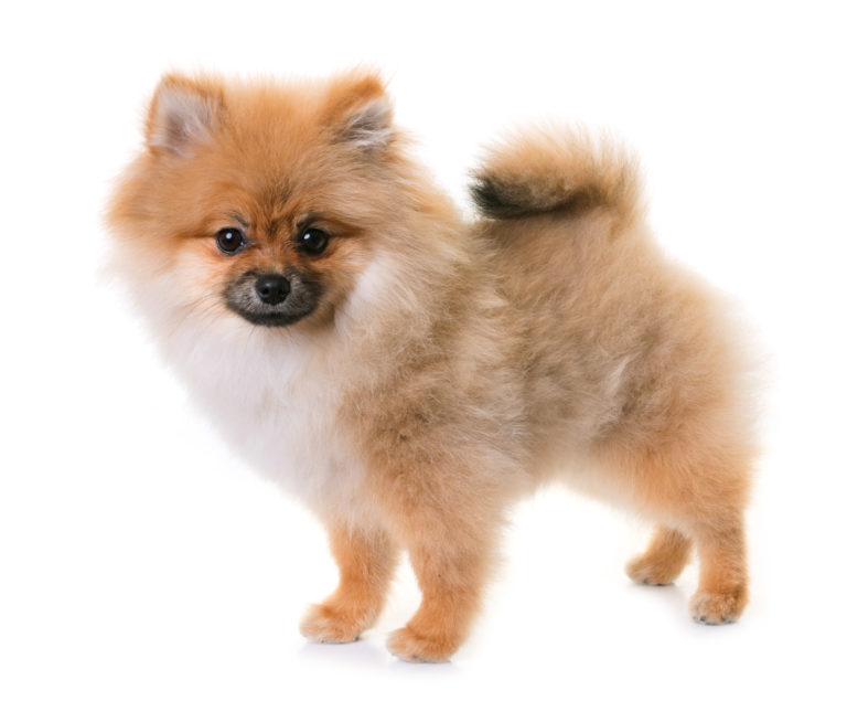 Câinele Pomeranian Câinele Pomeranian