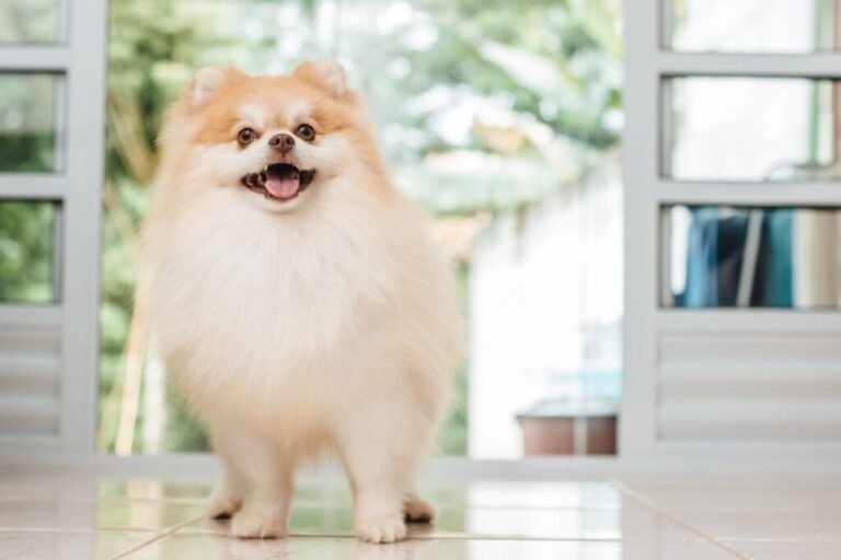 Pomeranian crem cu gura deschisă, fotografit din față