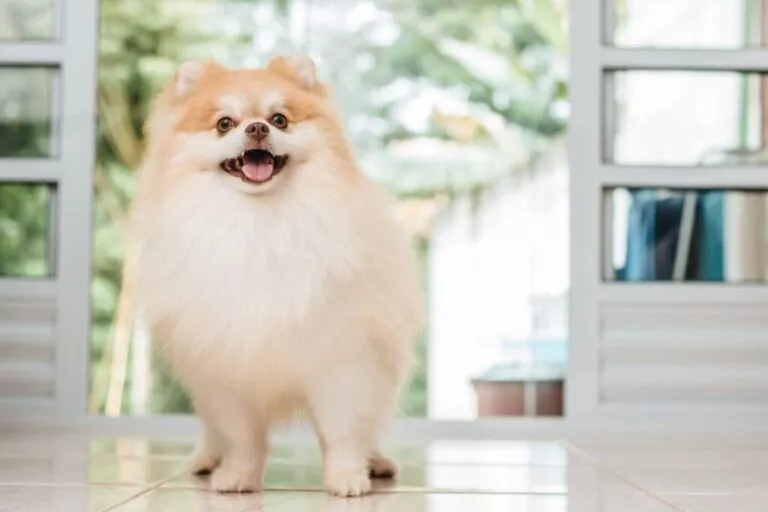 Pomeranian crem cu gura deschisă, fotografit din față