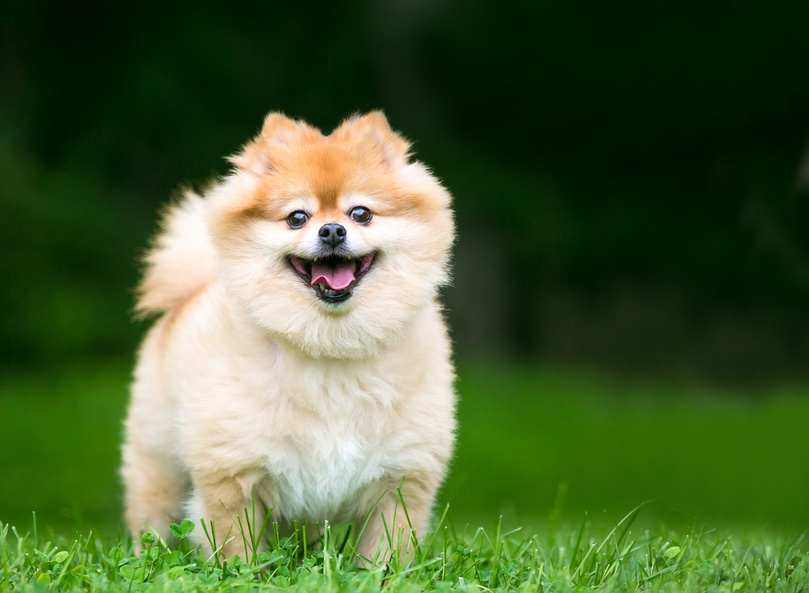 caine pomeranian maro Cainele Pomeranian maro