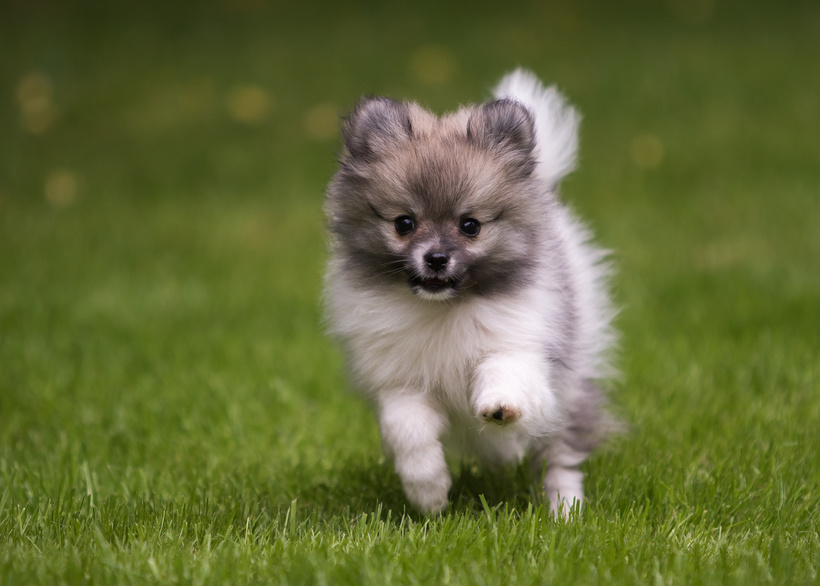 Cățel Pomeranian gri care aleargă pe iarbă verde în parc
