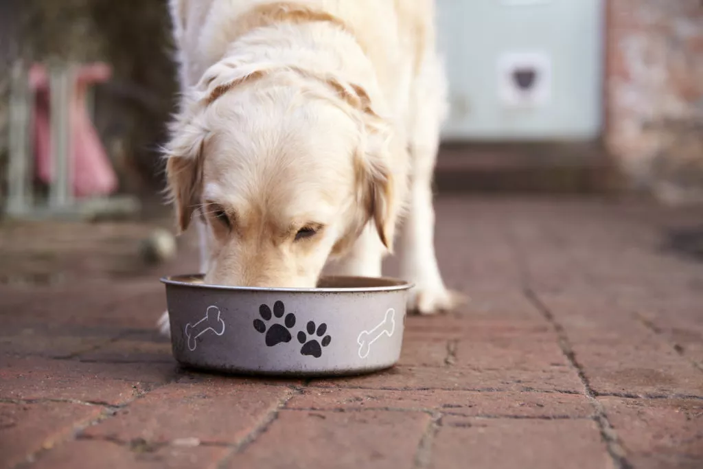 golden retriever care mănâncă dintr-un bol pentru căței cu print de lăbuțe afară pe pavaj