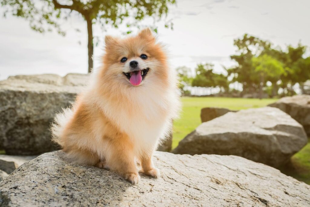 Pomeranian fericit in parc pe o piatră