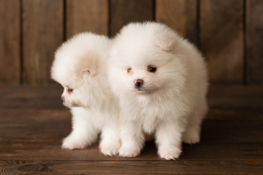 pui de pomeranian alb Pui de Pomeranian alb