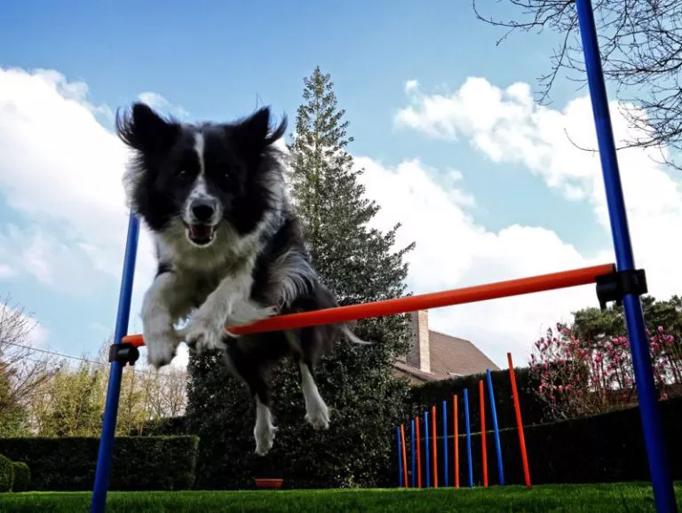 Dog Agility pentru tine și câinele tău