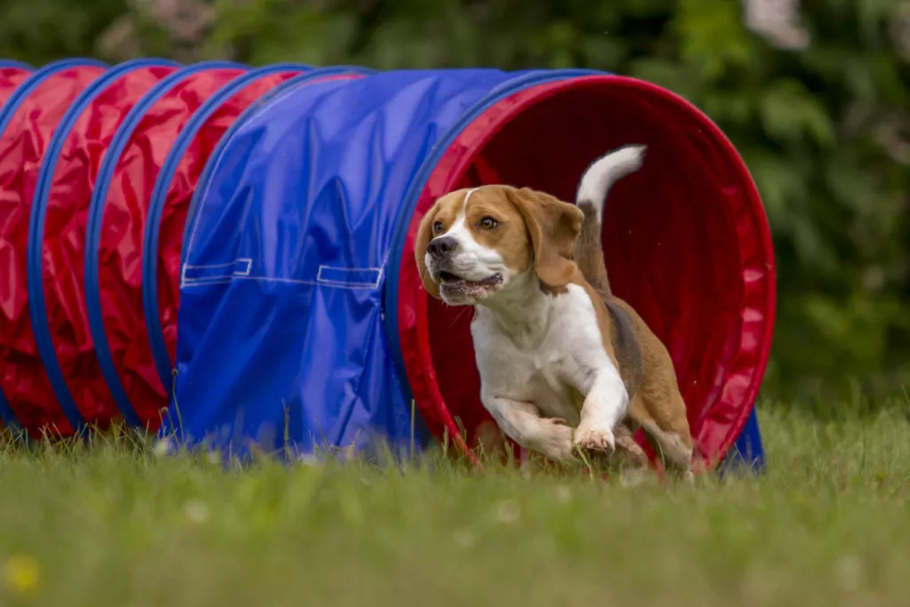 Agility sport pentru câini