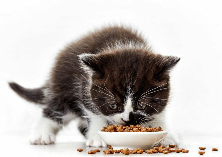 Alimentația pisicilor mici Alimentația pisicilor mici