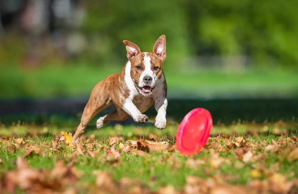 Frisbee cu un câine American Staffordshire Terrier