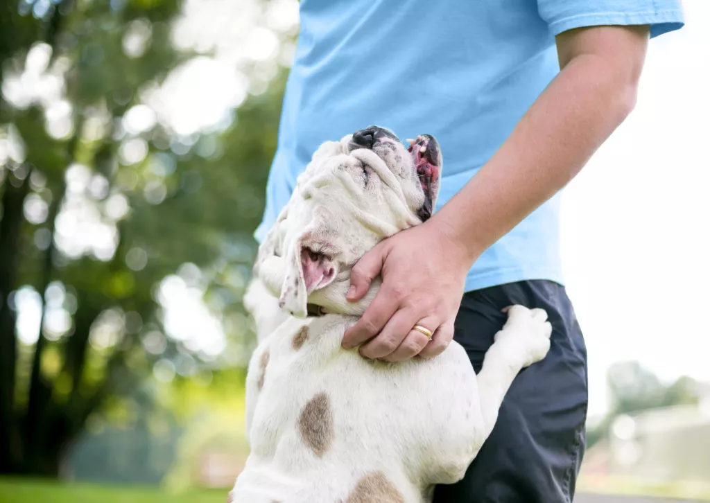 Câine Bulldog Englez se joacă cu stăpânul