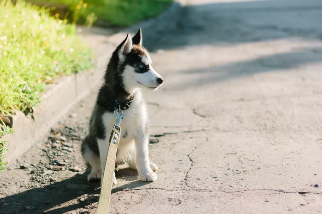 Pui de Husky în lesă