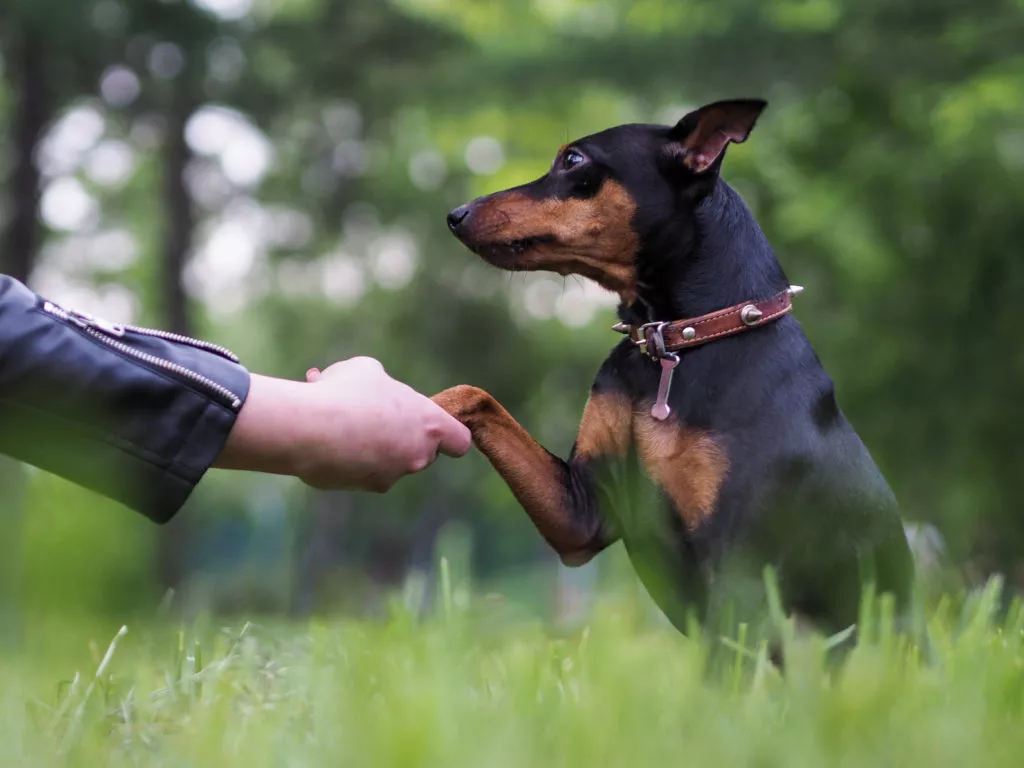 Câine Rottweiler dă lăbuța