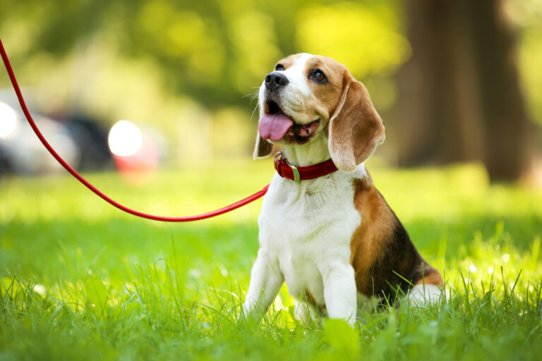 Perioada de călduri la cățele - beagle cu limba scoasă afară în lesă și zgardă roșie, stă pe iarbă și se uită în sus la stăpân