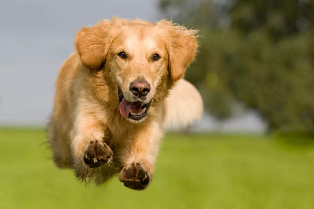 Golden Retriever aleargă fericit