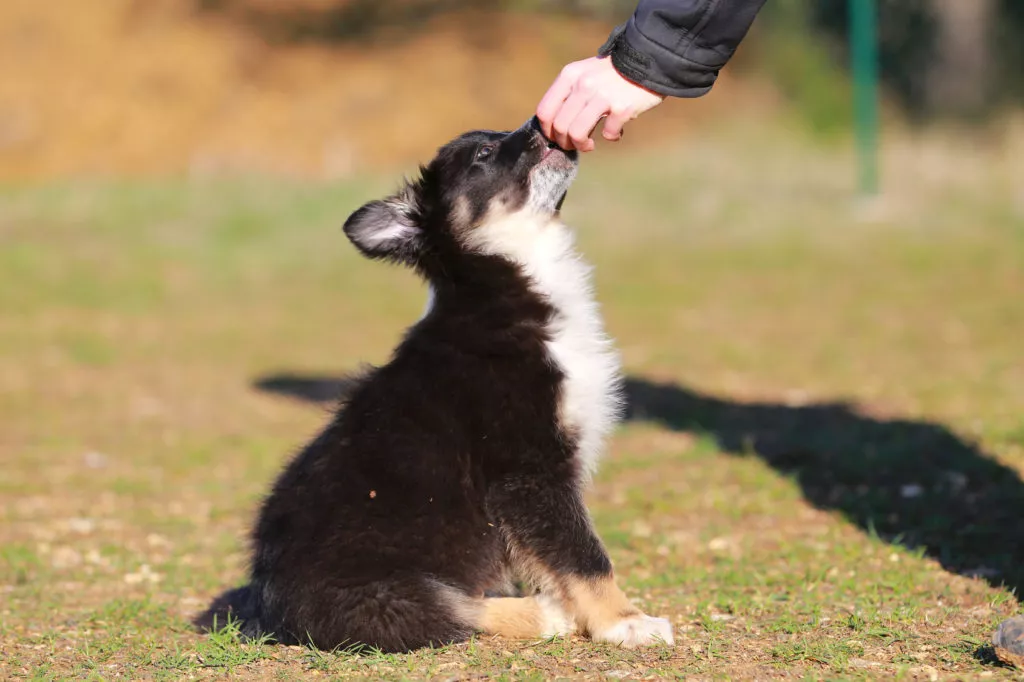 Câine Border Collie pui