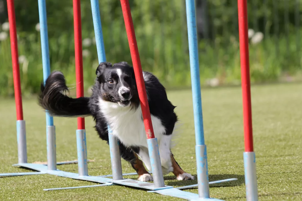 Sport și dresaj agility pentru câini