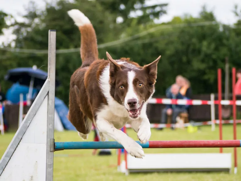 Sport canin. Border Collie excelează la Dog Agility