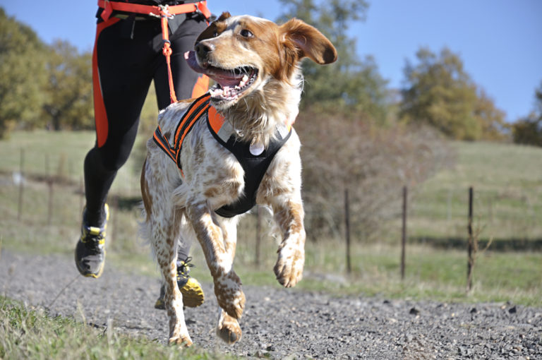 canicross Sporturi canine - Canicross