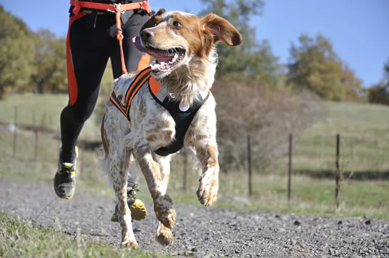 Sporturi canine - Canicross