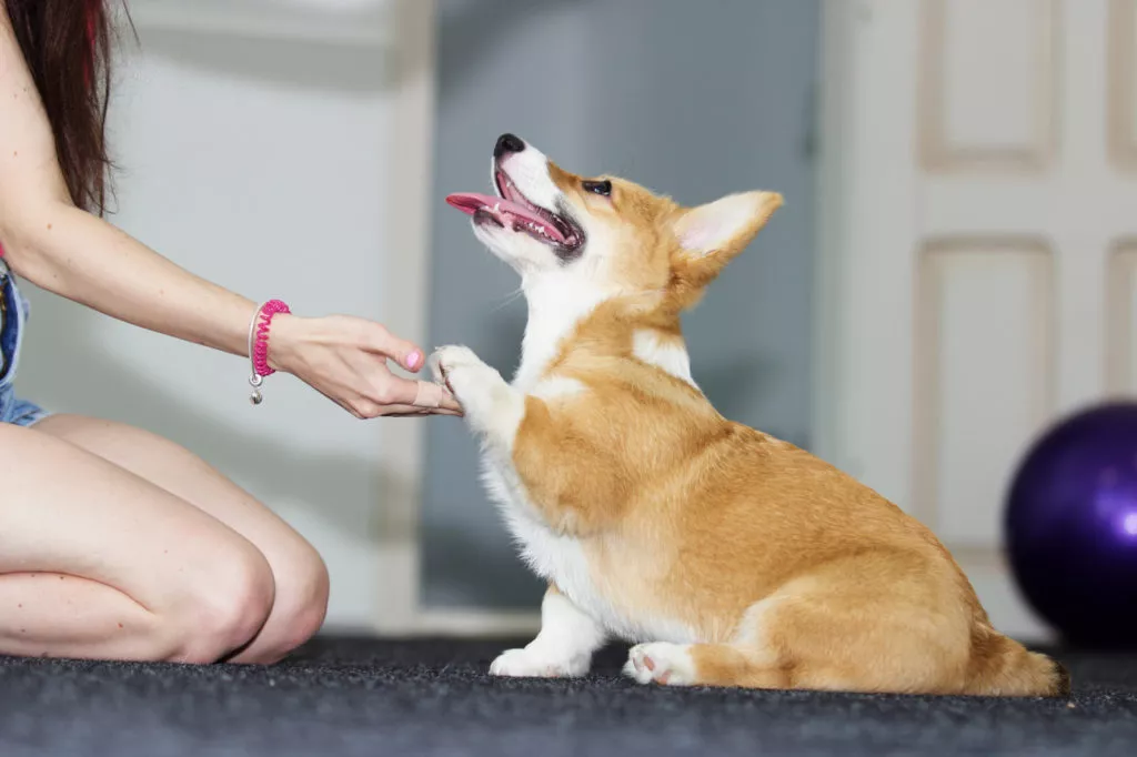 Dresarea câinelui Corgi Welpe