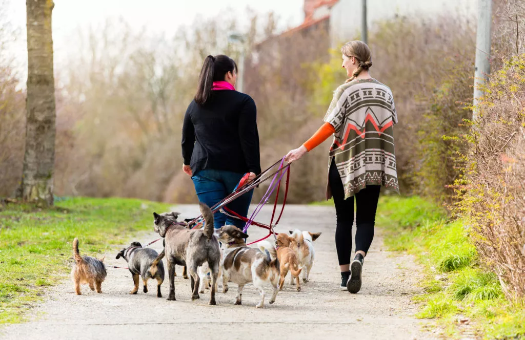 Plimbarea cainilor cu un dogsitter