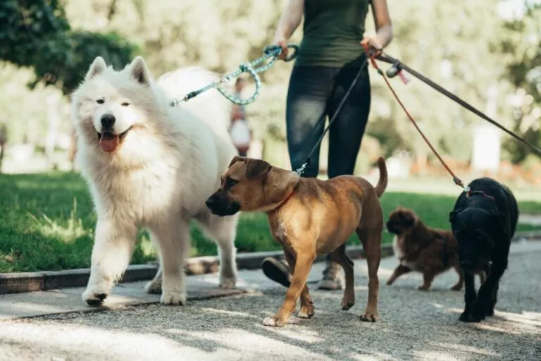 Dog sitting in parc, o femeie plimbă mai mulți câini în lesă, printre care și un câine samoyed