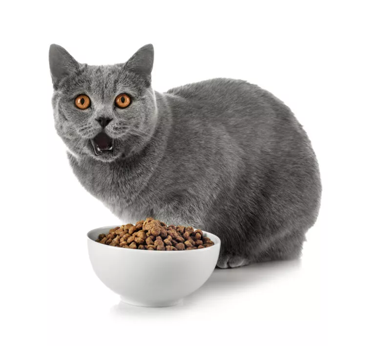 Nutritia British Shorthair