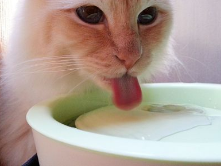 Bol de mâncare și apă pentru pisică