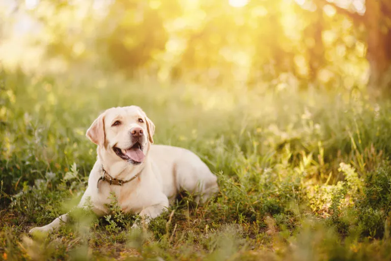 Labrador la plimbare în parc