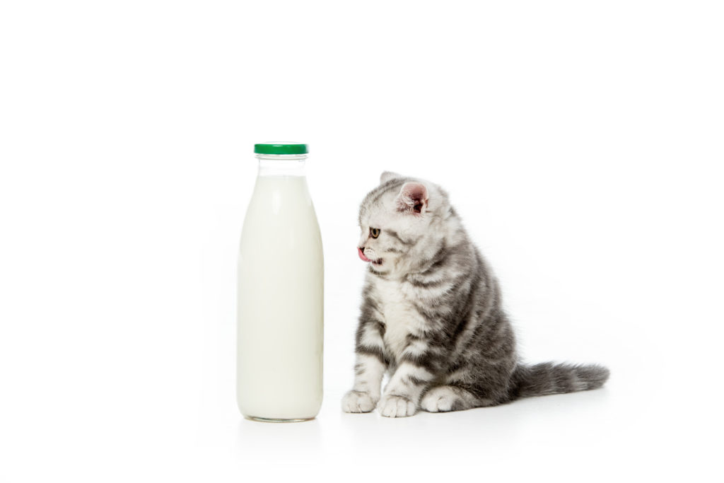 Pisicile mici beau lapte