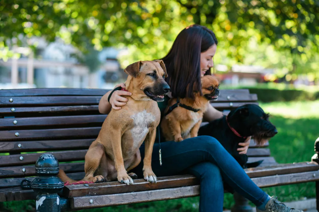 Dog-sitter - plimbare în parc