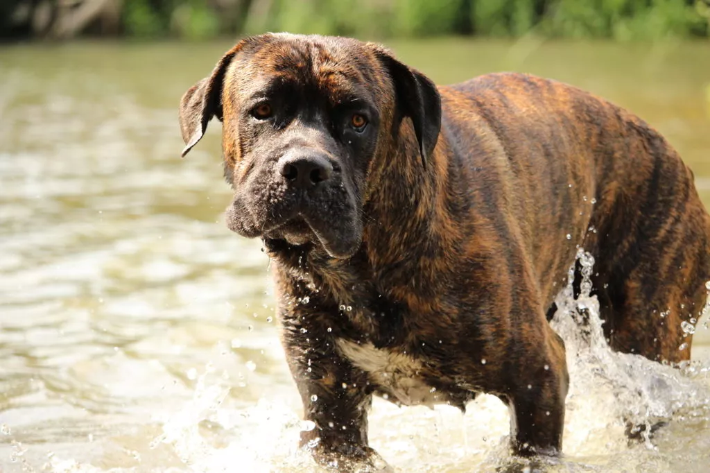 cane-corso-apa