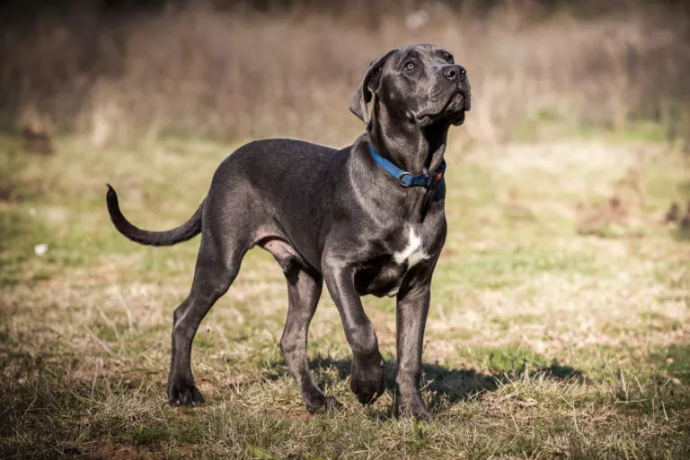 Câine de rasă Cane Corso Italiano