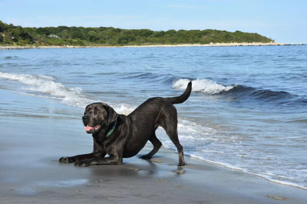 Labrador Retriever negru