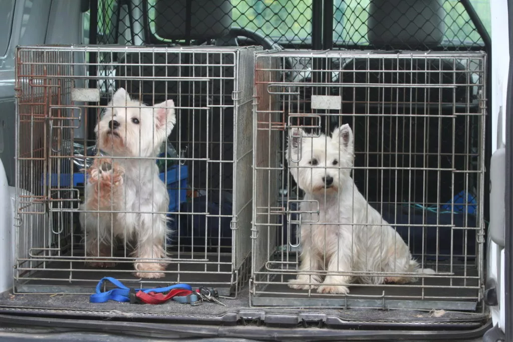 Cuști câini transport mașină