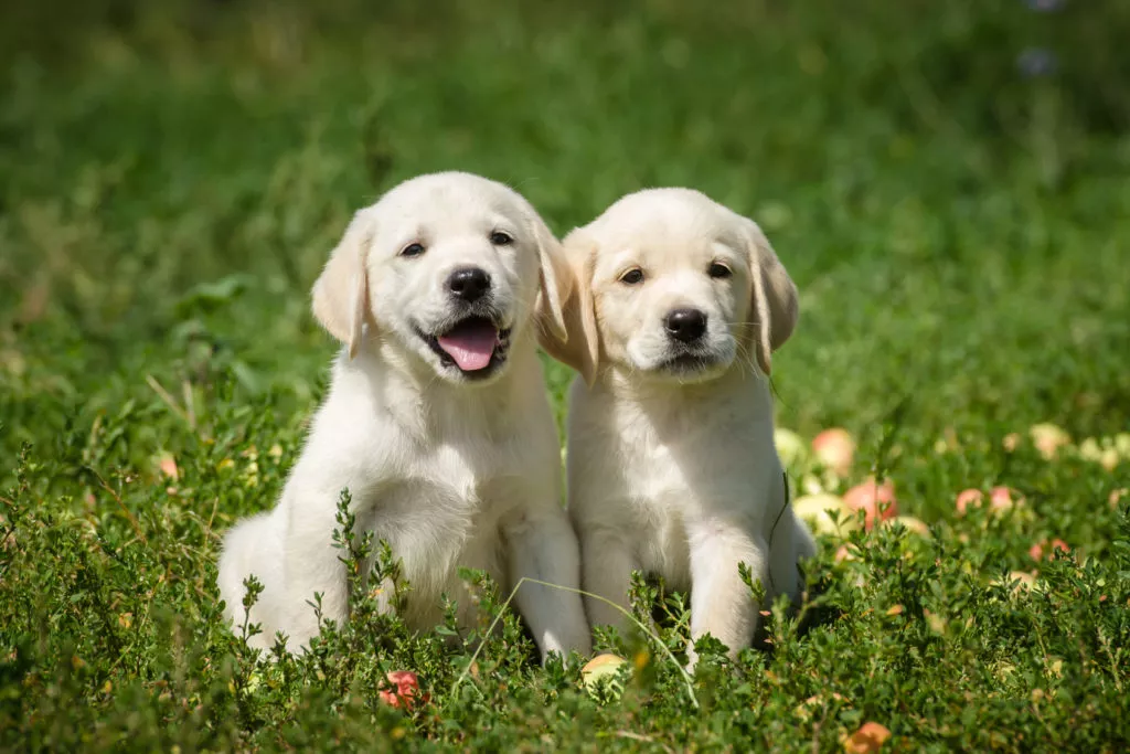 Catei Labrador Retriever auriu