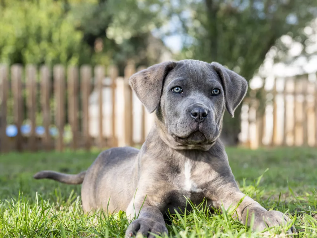 Catel Cane Corso pui