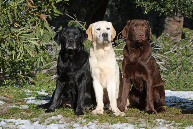 Trei câini din rasa Labrador Retriever in trei culori, labrador negru, alb și ciocolatiu