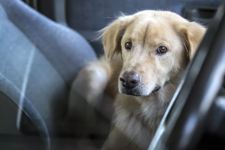 câine în mașină - transportul în siguranță