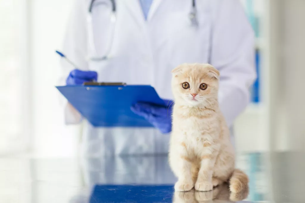 diagnostic viermi pisici