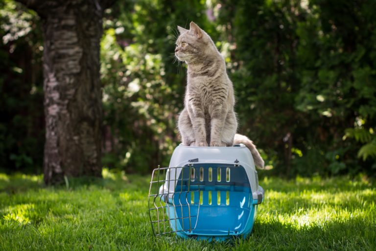cum sa alegi cusca de transport pentru pisica