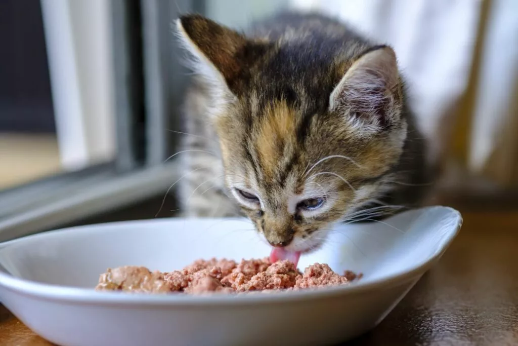 Cat de mari se fac pisicile? Pui de pisică tărcat aplecat peste un bol de hrană umedă pentru pisici pe pervazul unei ferestre