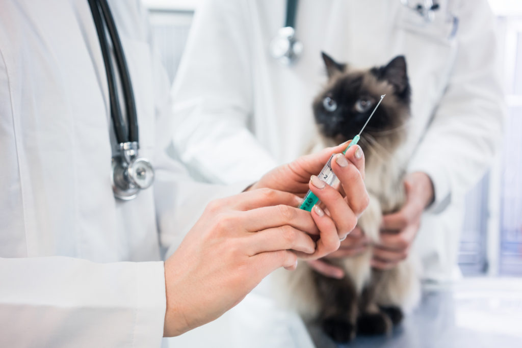vaccinarea pisicii pui