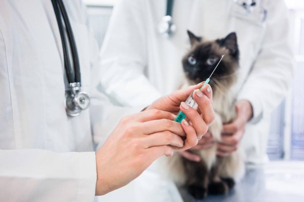 Vaccinarea pisicii: sfaturi și informații utile zooplus Ghid