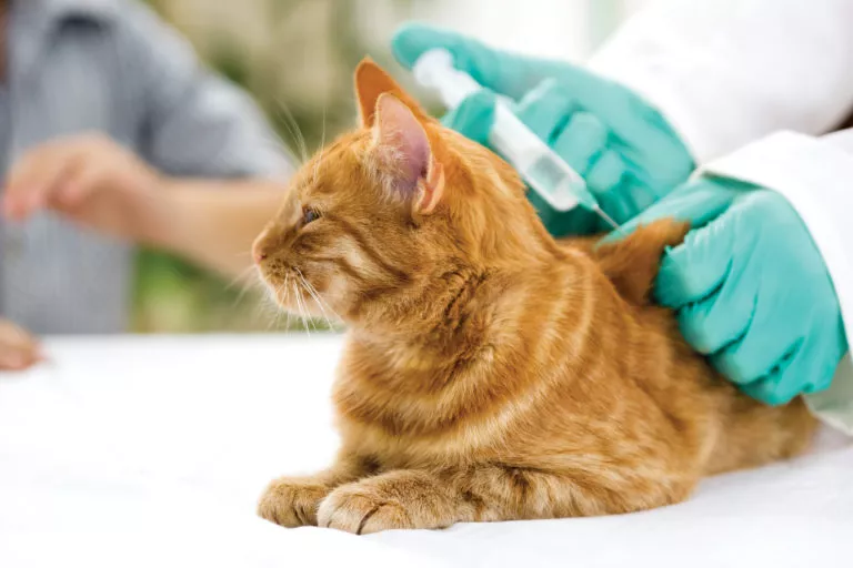 vaccinare pui pisica